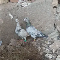 چند جفت کبوتر نژاد دار هفرنگ طوقی