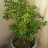 نهال لیمو چهار فصل