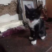 واگذاری بچه گربه رایگان