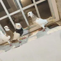 کبوتر.کفتر.طوقی.کرمانشاهی