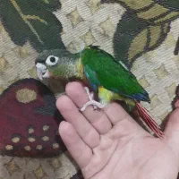 گرینچک یلوساید رد سرلاکی