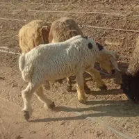 فروش ۵ راس بره نر