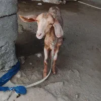 کهره پچی ماده مخصوص داشت