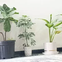 گیاه برای فروش