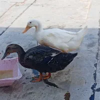 اردک