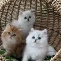 هایپر گربه بریتیش واسکاتیش