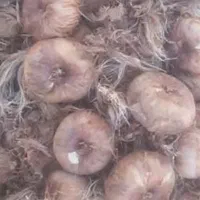 فروش پیاز زعفران