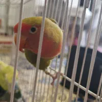 یک جفت کوتوله برزیلی