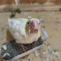 جوجه عروس هلندی