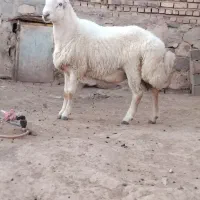 قوچ شیشک