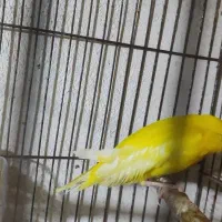 دوعدد قناری نروماده