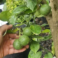 پرتغال و نارنگی درخت مرکبات سایزبزرگ پایه سیتروملو