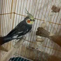 عروس هلندی نر و ماده|پرنده|تبریز, |دیوار