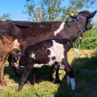 گاو شیری شکم اول با گوساله ماده دورگ صحرایی