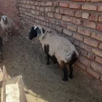 میش چاق