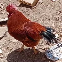 یکعدد خروس حنایی