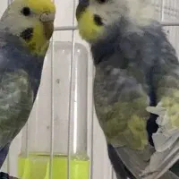 مرغ عشق رینبو بنفش