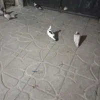 کبوتر