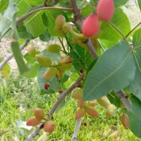 فروش پیوندک پسته ارقام اکبری و احمد آقای