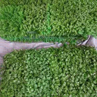 چمن مصنوعی،دیوارپوش سالم