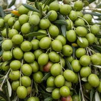 گیلاس|خدمات باغبانی و درختکاری|کرج, شهرک نهال و بذر|دیوار