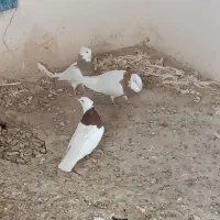 کبوتر طوقی کفتر طوق