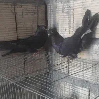کبوتر زاغ
