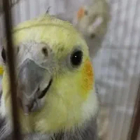 جفت عروس هلندی *بدون قفس*