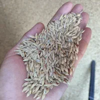 جو دیم چگنی