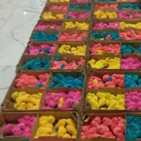 فروش جوجه رنگی محلی و اردک ابولی خواه