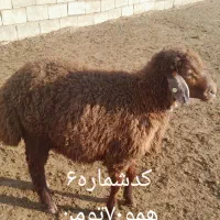 بره نرهموفروشی هرکدوم ۷۰تومن