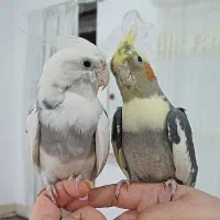 عروس هلندی