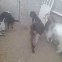 بزوکهره