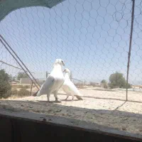 کبوتر