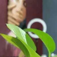 اجاره تخت مژه
