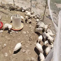 جوجه بوقلمون بیوتی 6 فوق سنگین