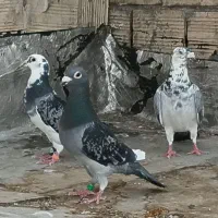 نرماده قره پولکی درجه یک