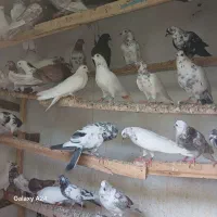 کبوترپرشی