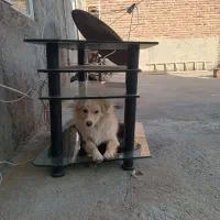 سگ پامرین روباهی ماده