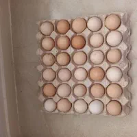 تخم مرغ محلی