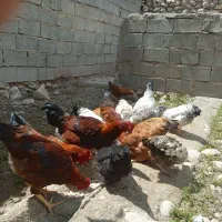 فروش مرغ و خروس