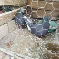 کفتر|پرنده|قائن, |دیوار
