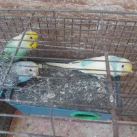جوجه مرغ عشق دستی