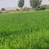فروش نشا چلتوک  شلتوک