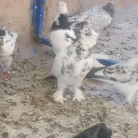 کبوتر کفتر کله دم سبز