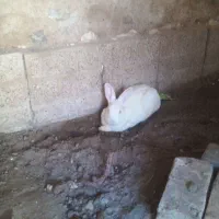 خرگوش