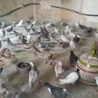 پلاکی رنگی بهبهانی