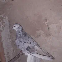 ساده هفترنگ نر