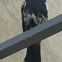 کبوتر کاکلی من گم شده