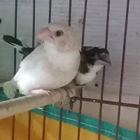 فنچ‌ بنگالی